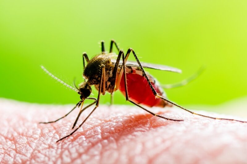 8 Natural Mosquito Bite Remedies That Actually Work (Tested and Proven)