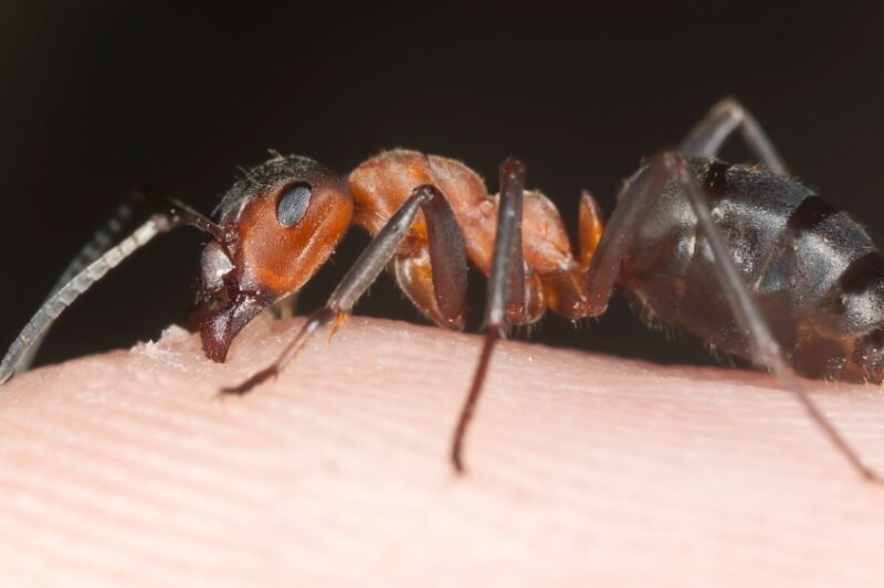 9 Proven Homemade Remedies for Ant Bites That Actually Work