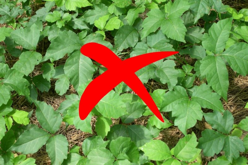 How to Kill Poison Ivy in Your Yard