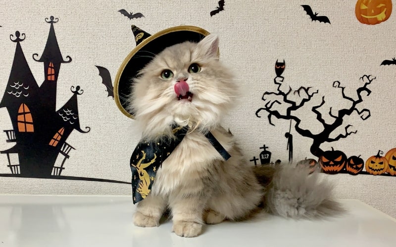 15 Creative Halloween Gift Basket Ideas for Friends